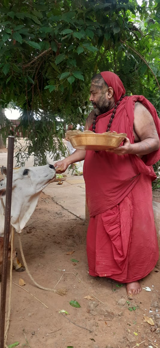 Sri Swami Varu in go seva