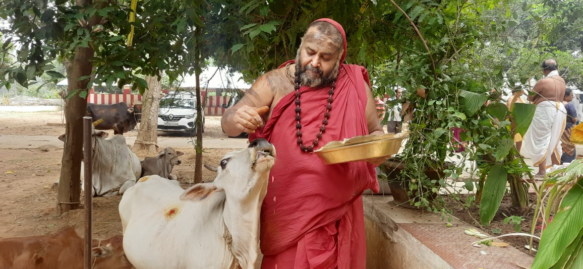 Go puja at the ashramam